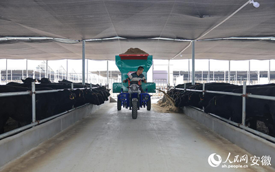 畜牧漁業(yè)飼料銷售與科學(xué)飼養(yǎng)的重要性